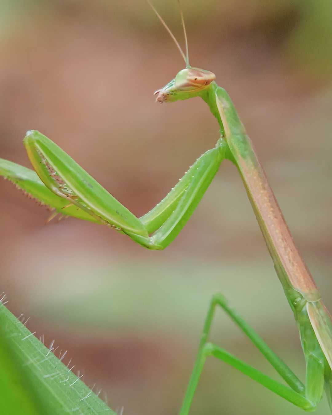 Belalang sembah Cina ( Tenodera sinensis )