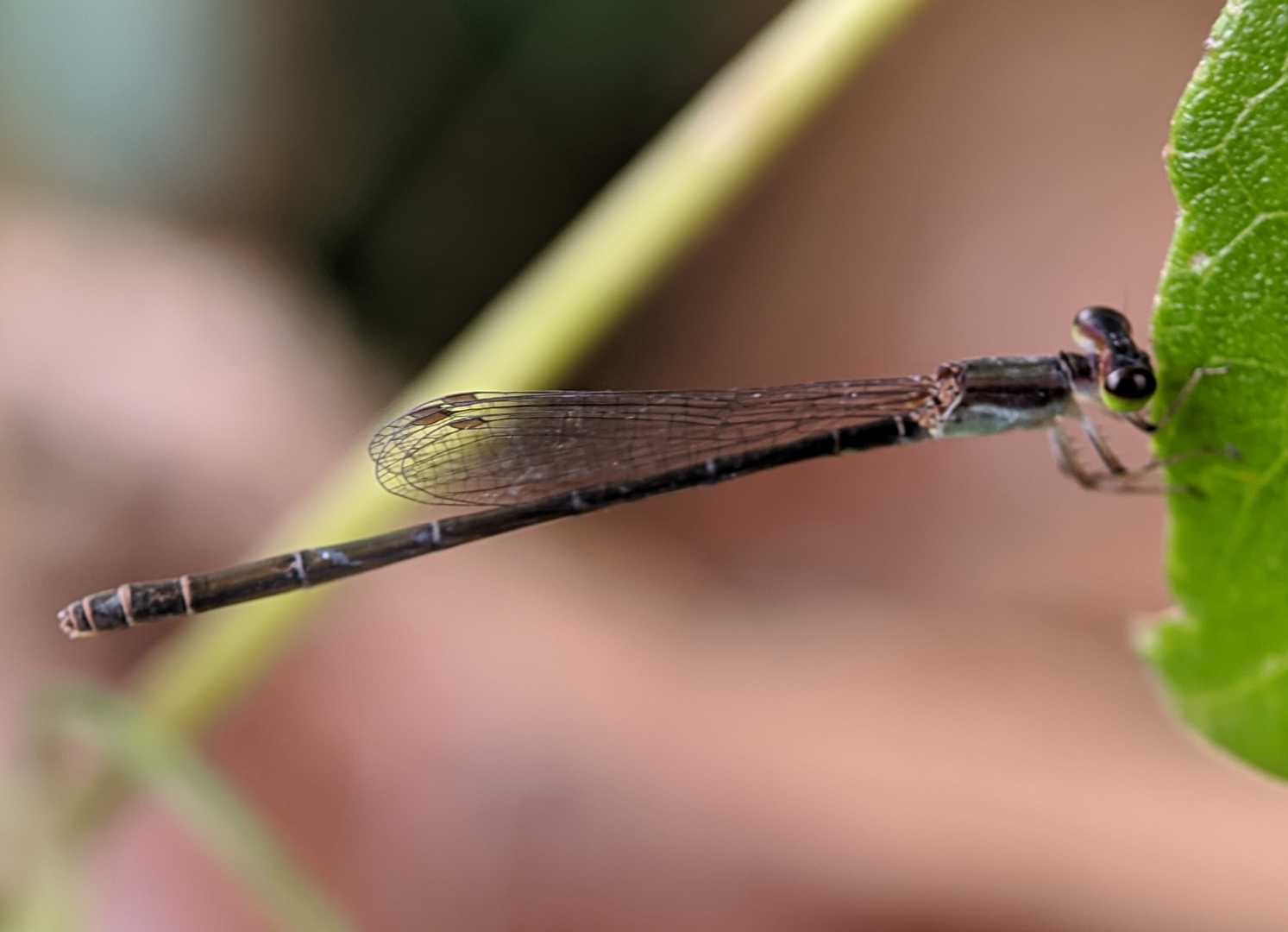 Damselfly / Capung Jarum