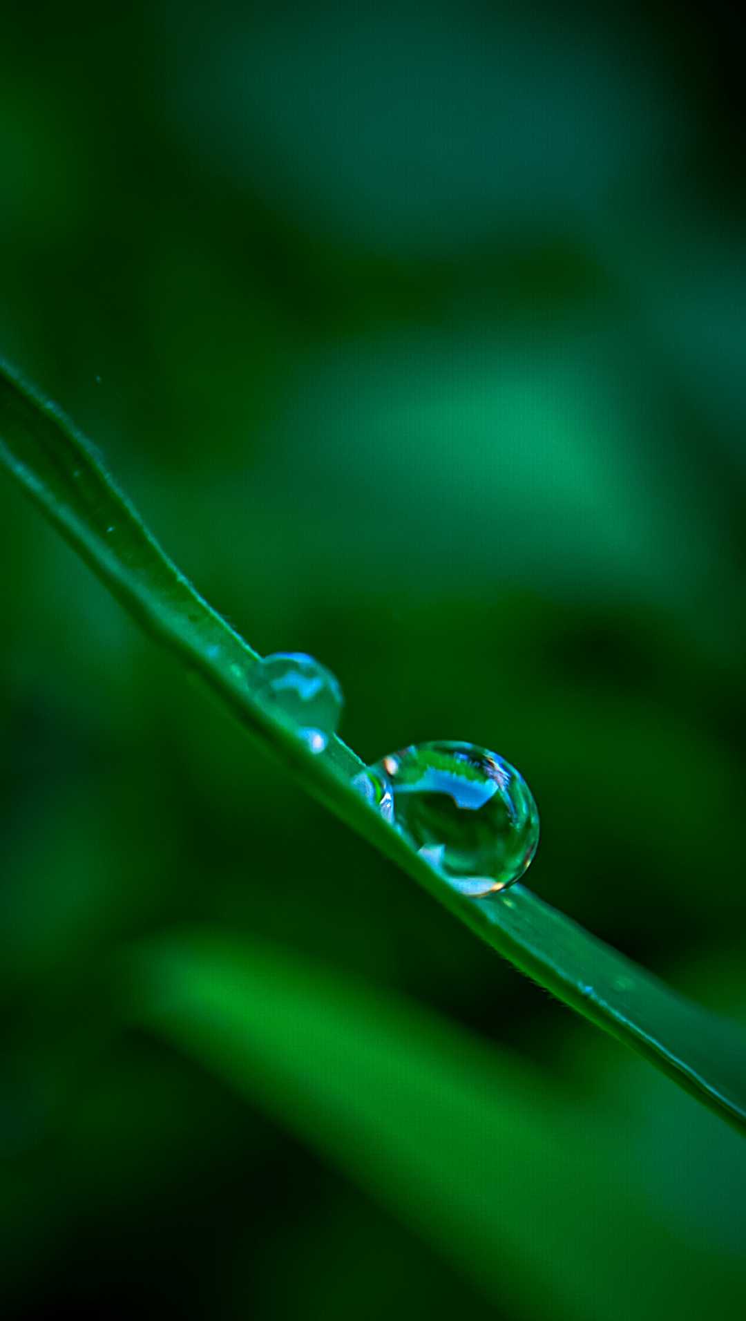 macro embun 