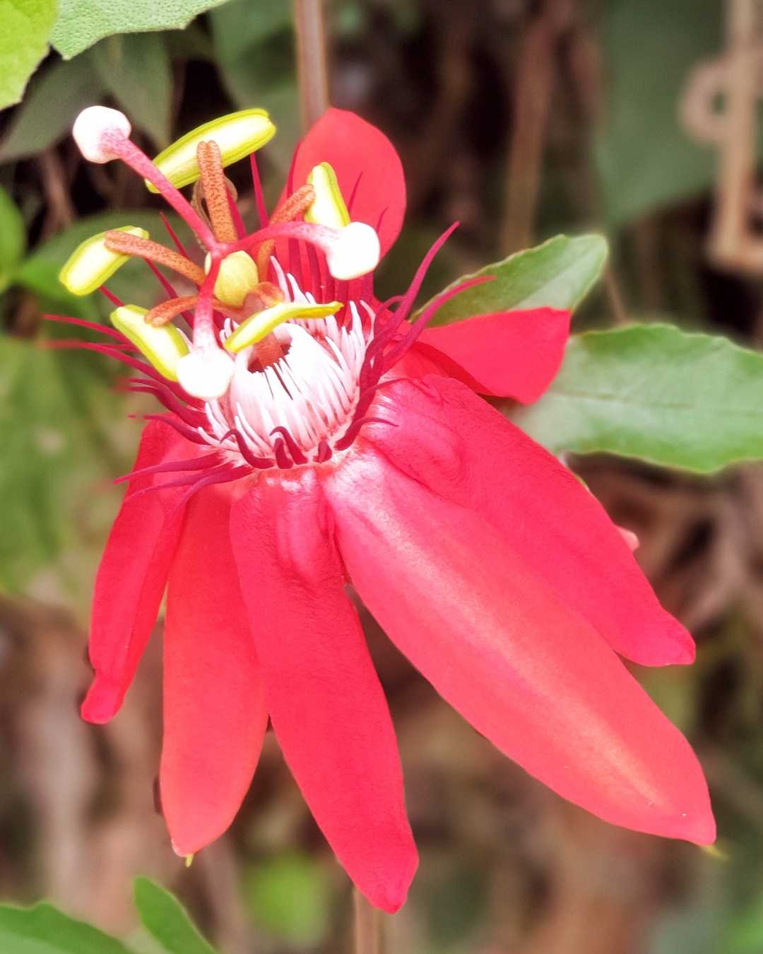 PASSIFLORA VITIFOLIA
