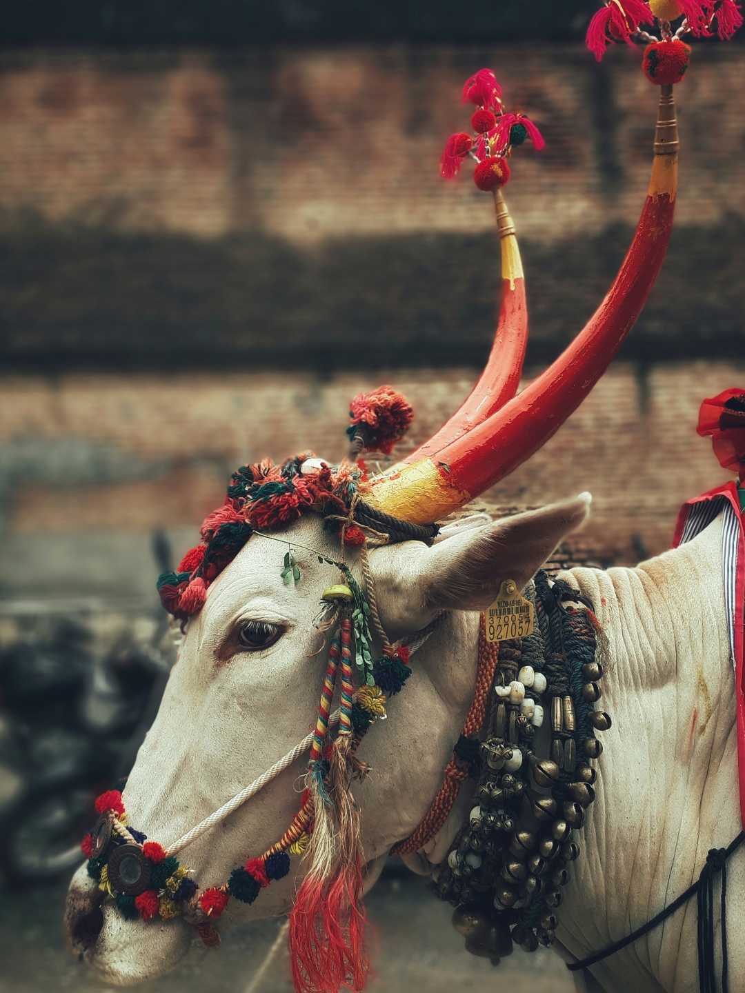 pola...The festival in maharashtra 