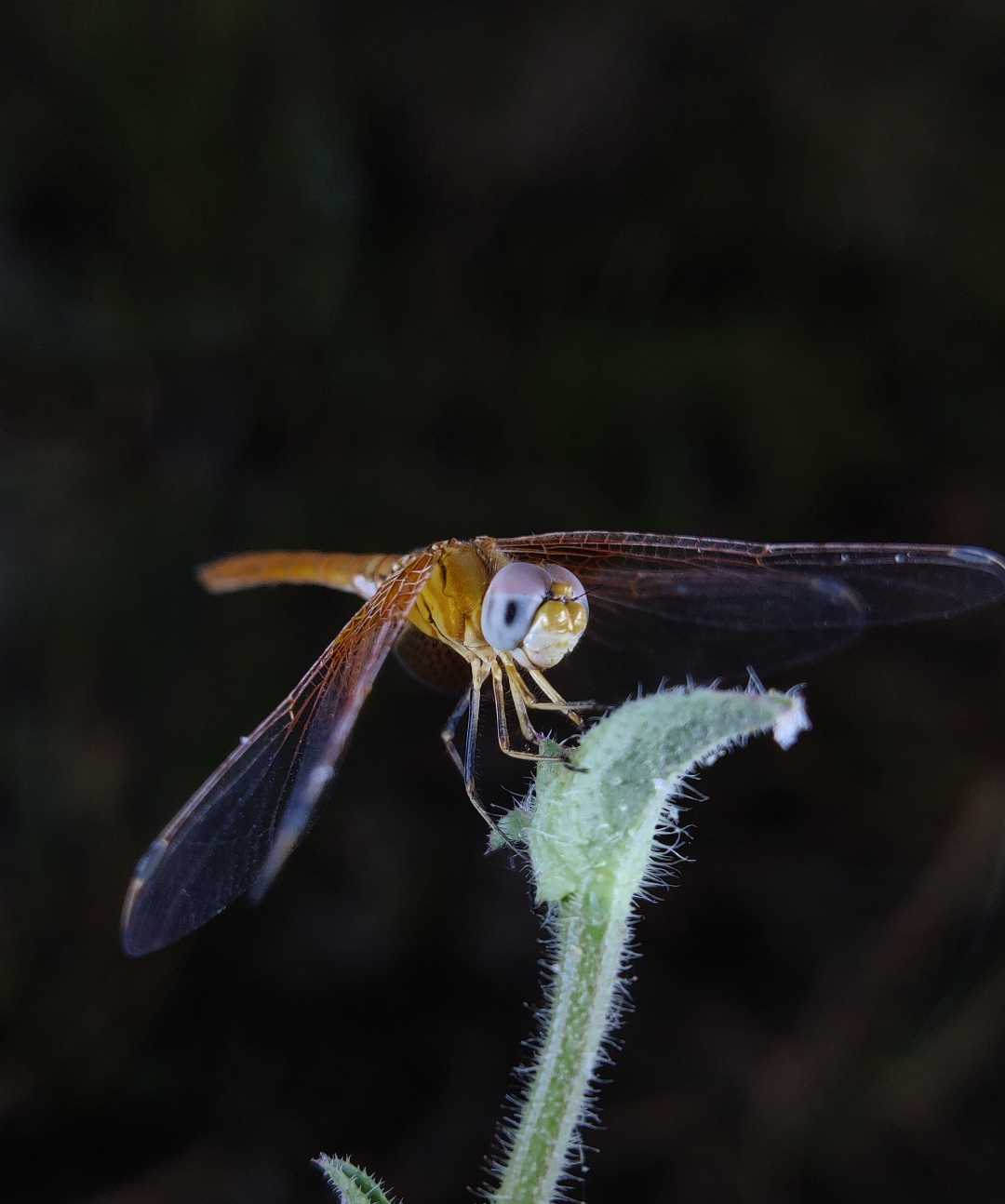 Dragonfly