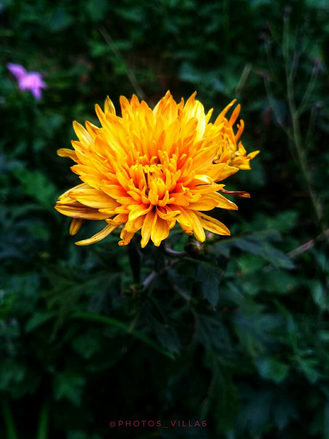FLOWER