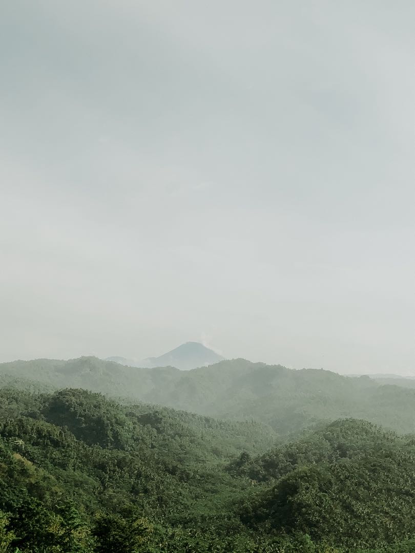 fog Forest inthe morning