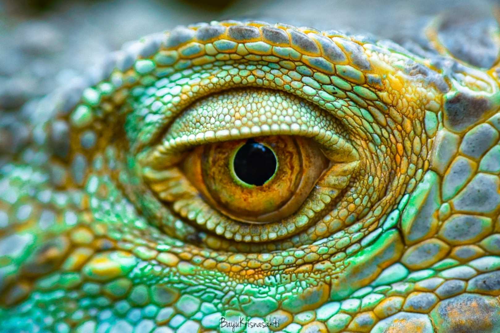 Photo Macro