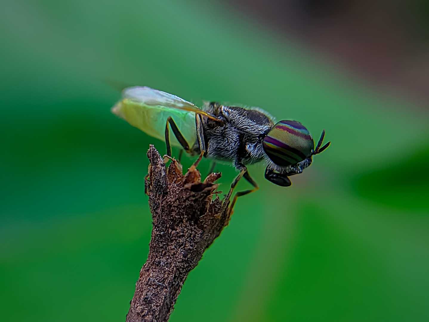 ODONTOMYIA