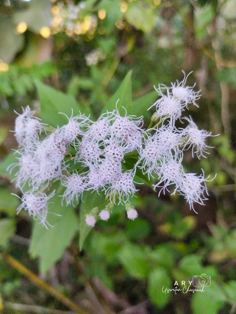 Chromolaena