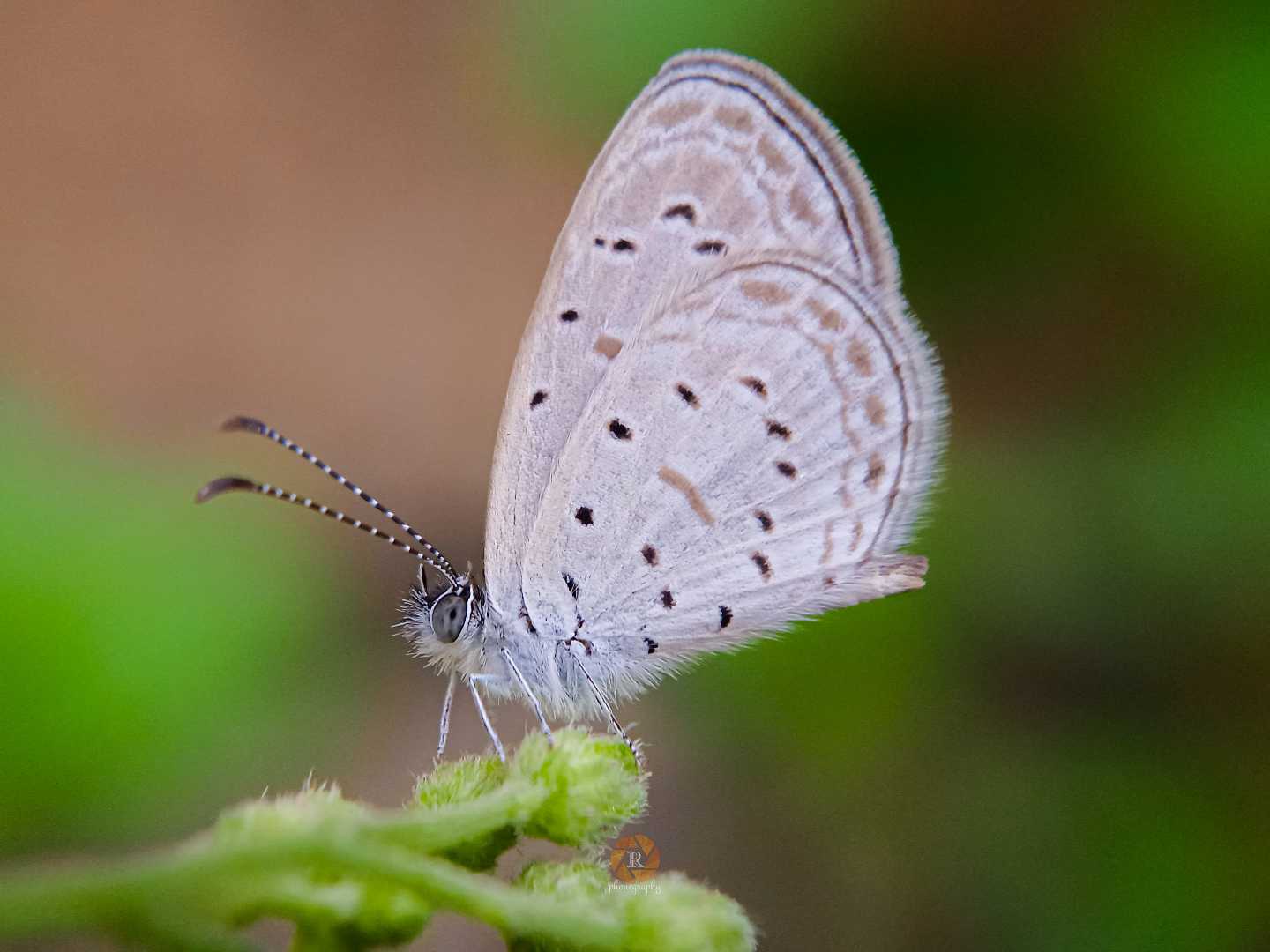 Tiny Grass Blue