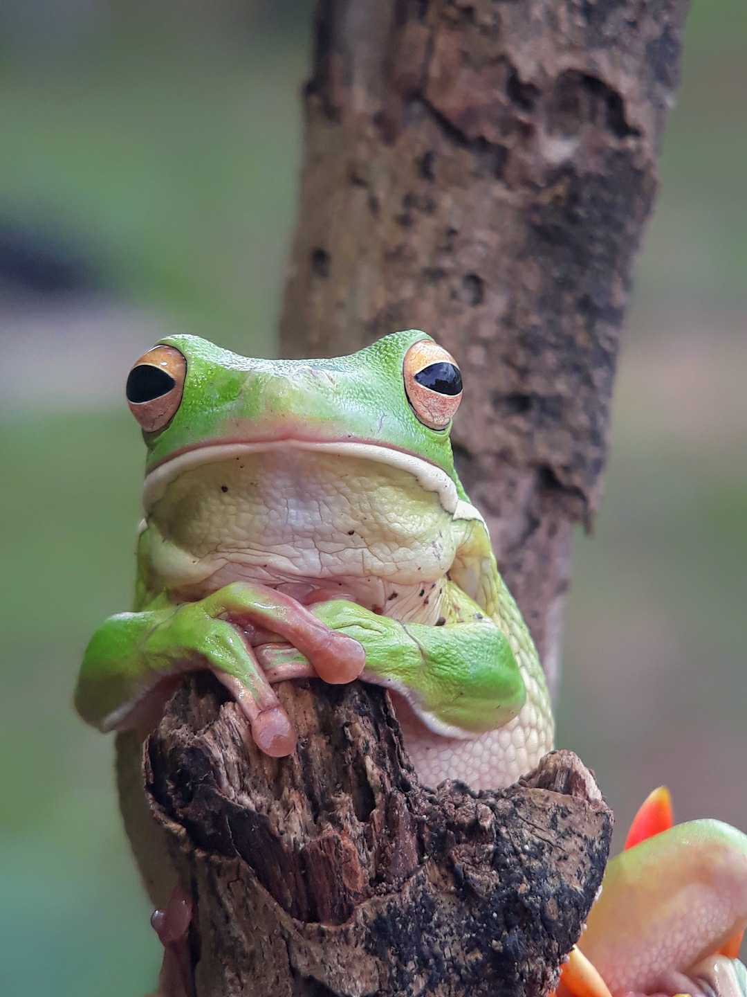 Katak