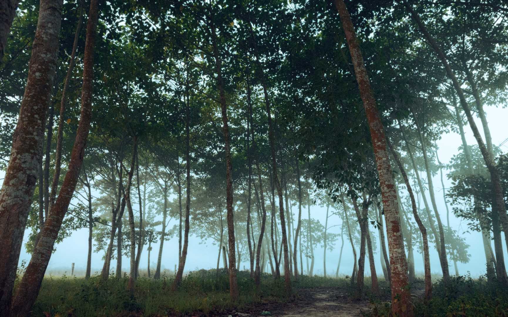 Foggy Morning 