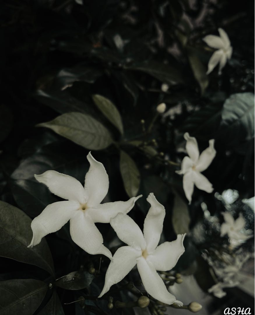 pinwheel flowers🤍