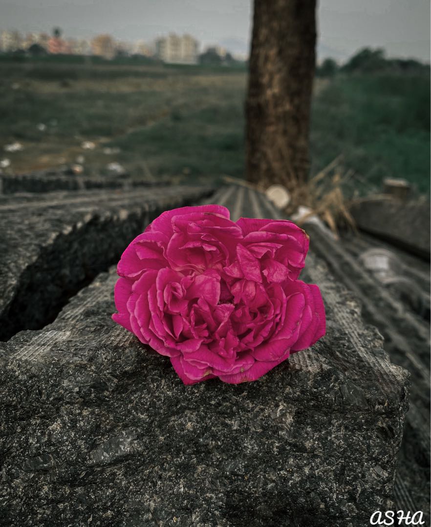 The rose🩷