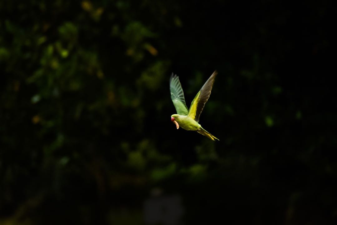 Parakeet in flight.