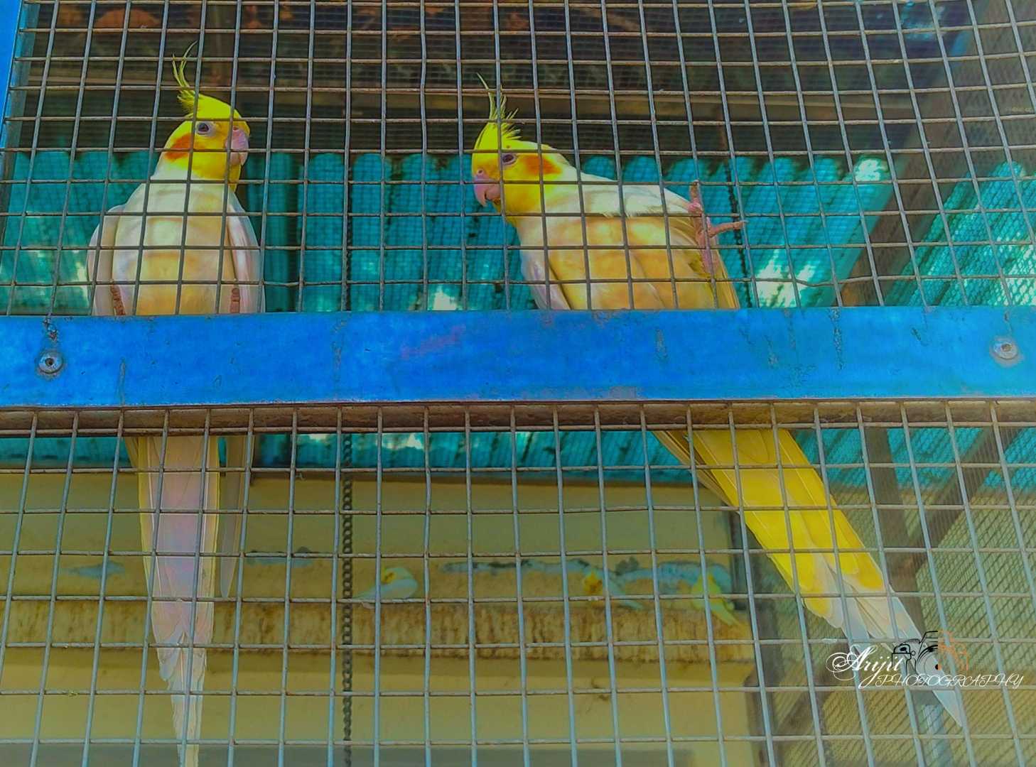 Cockatiel