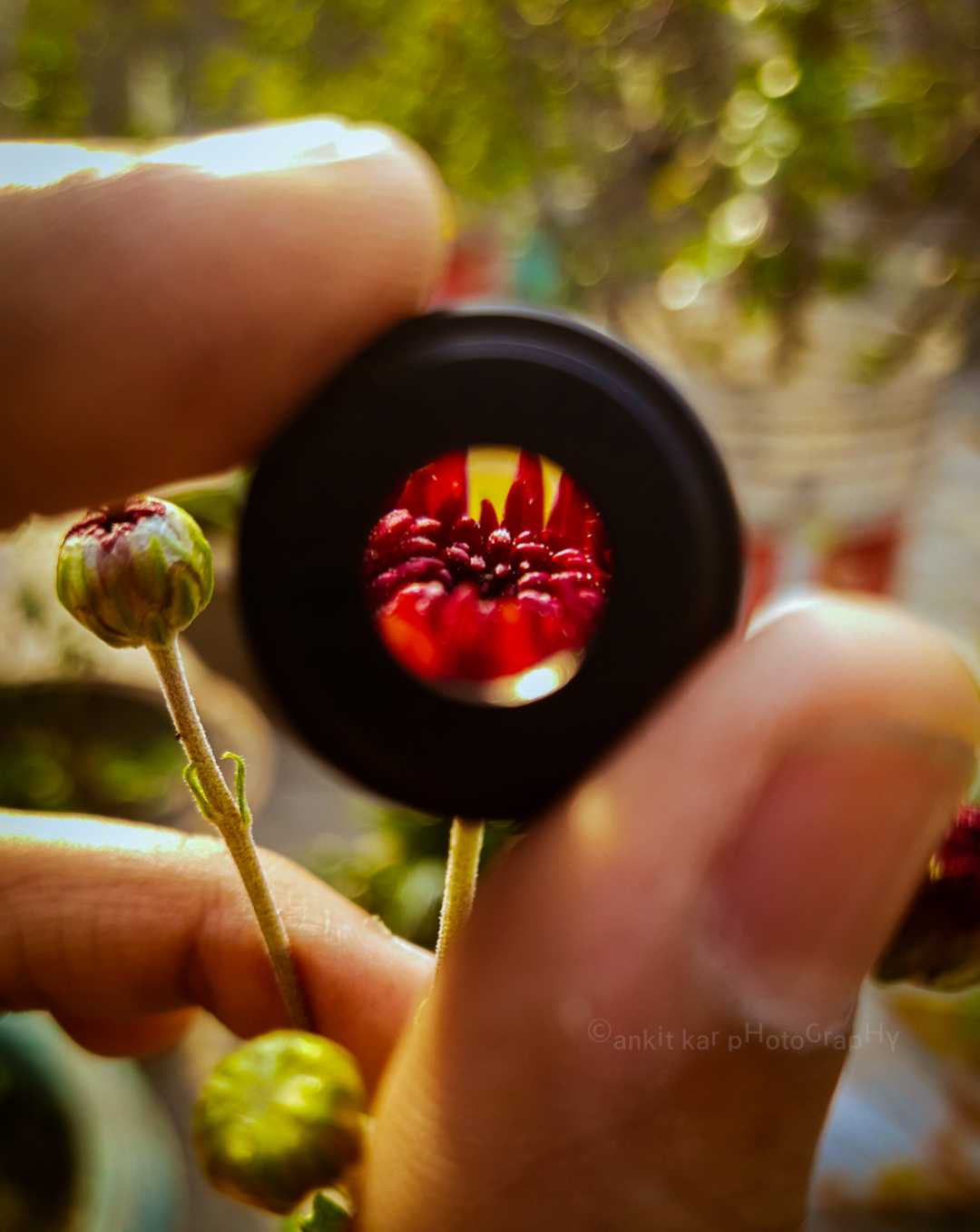 some Bokeh , some creativity