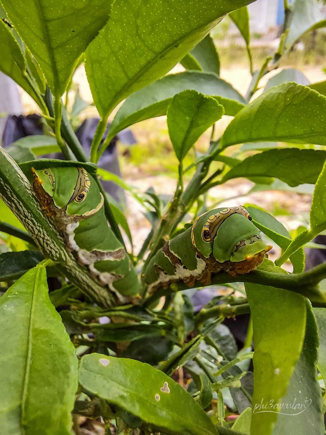 Ulat Daun Jeruk