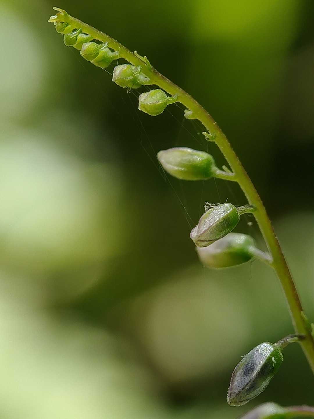 Salvia misella