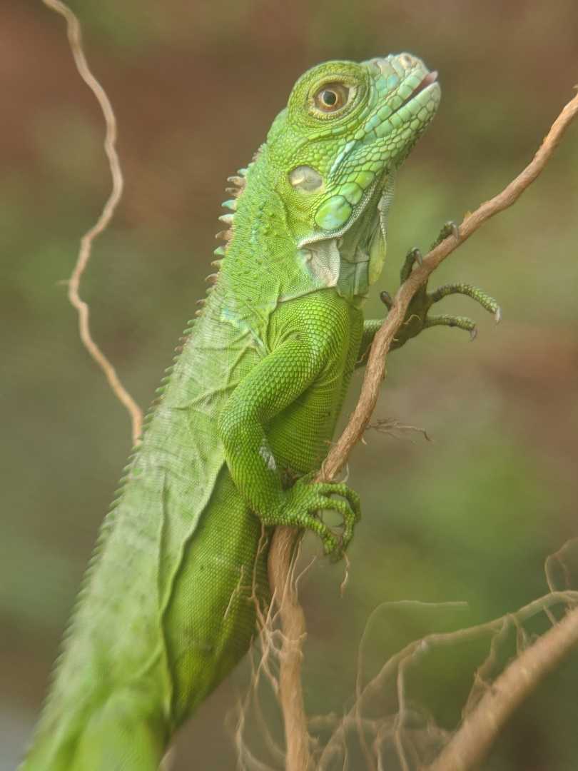 Iguana ijo