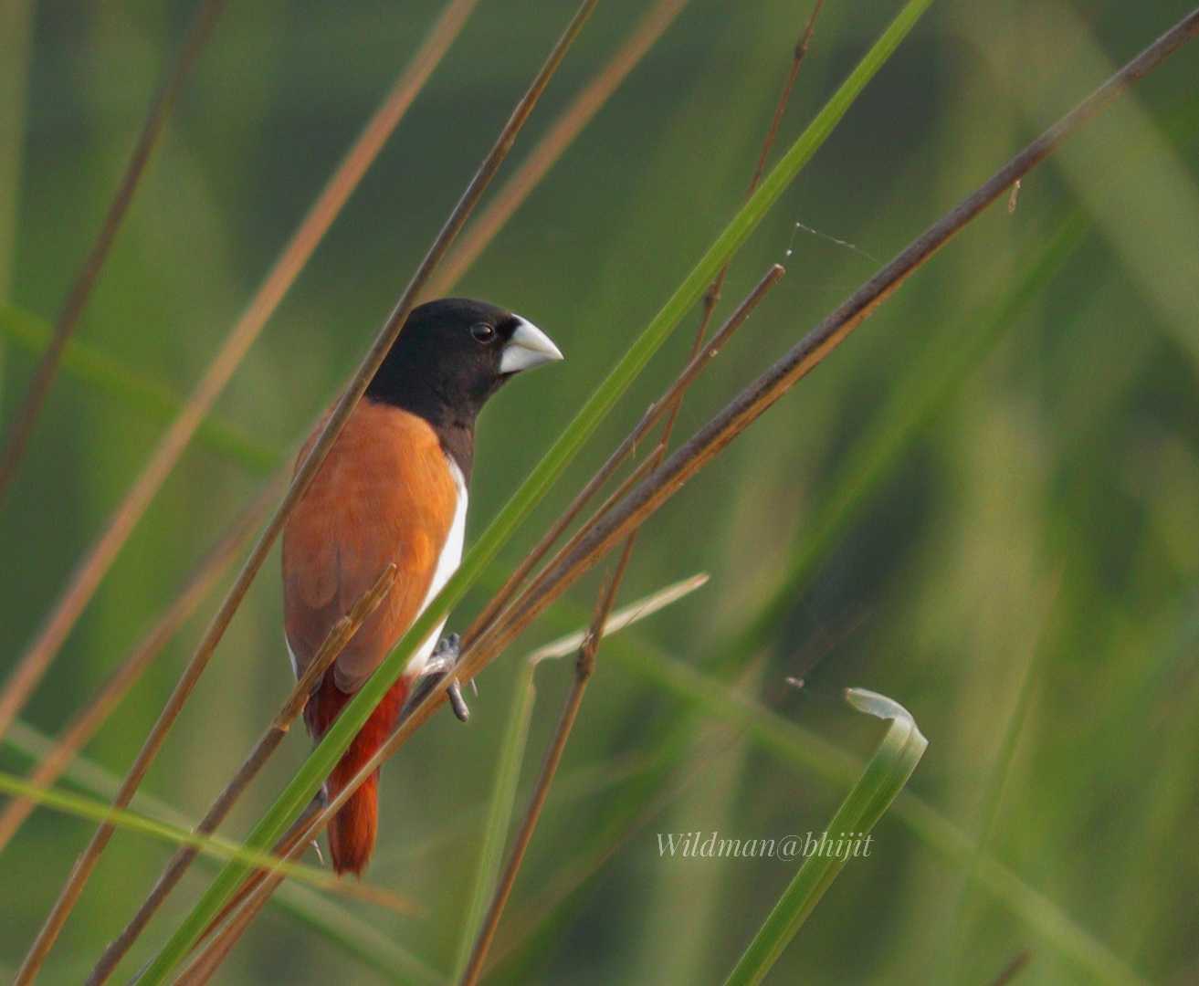 Birds World