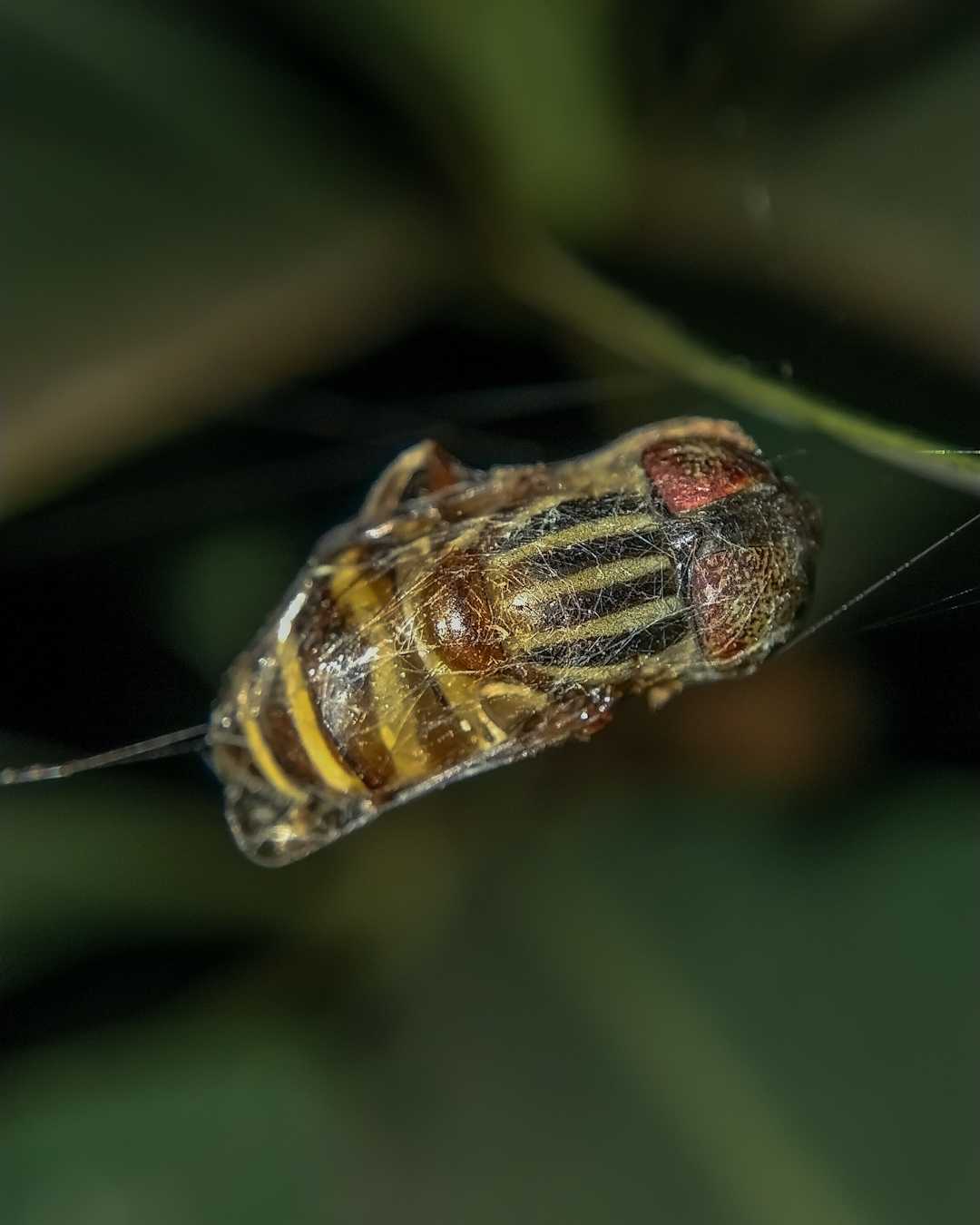 Hoverfly