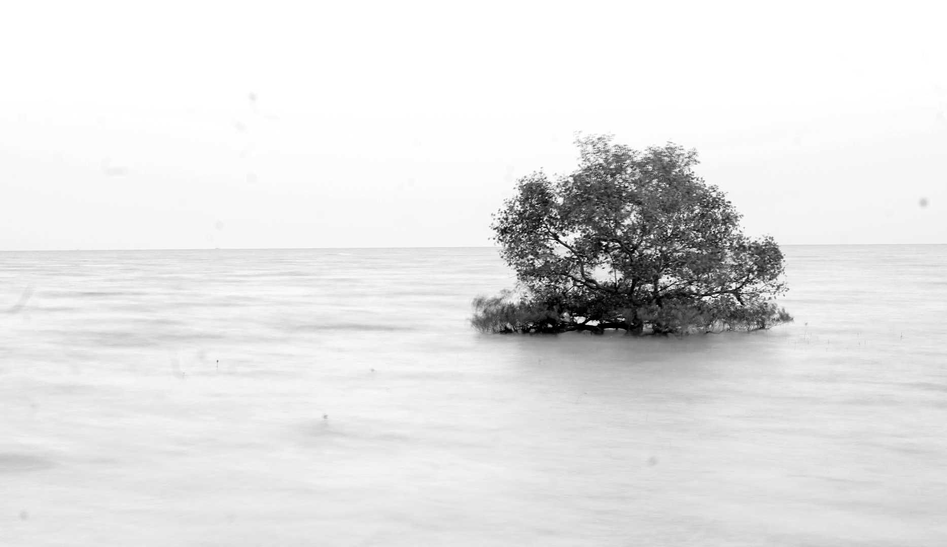 Pohon Mangrove