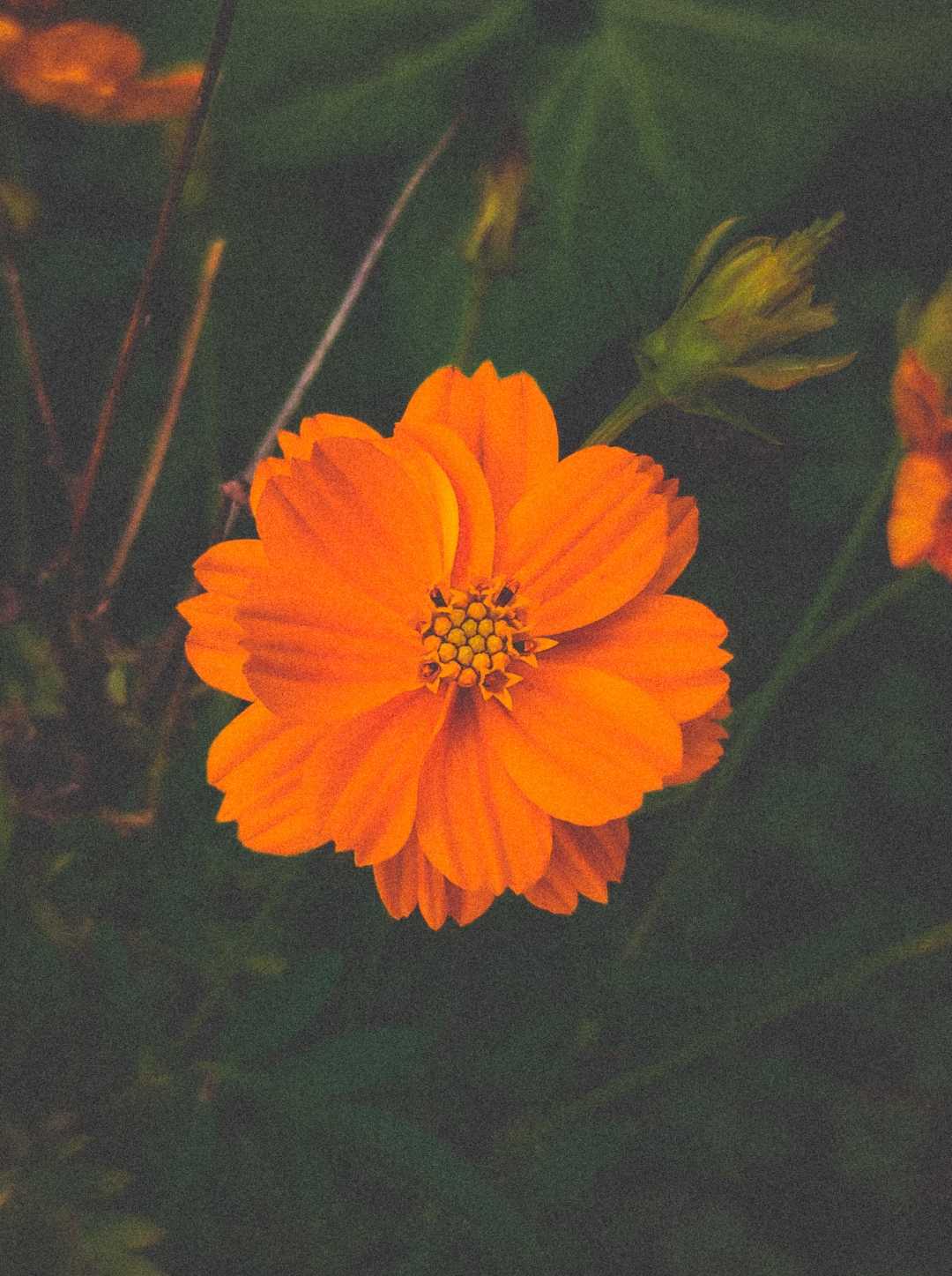 flora beauty 