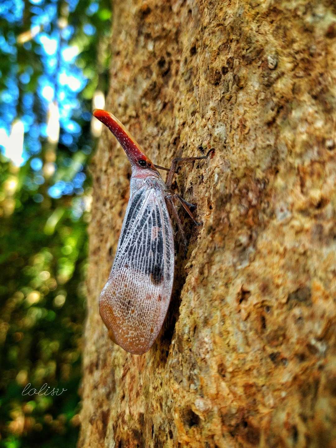 Pyrops sultanus 