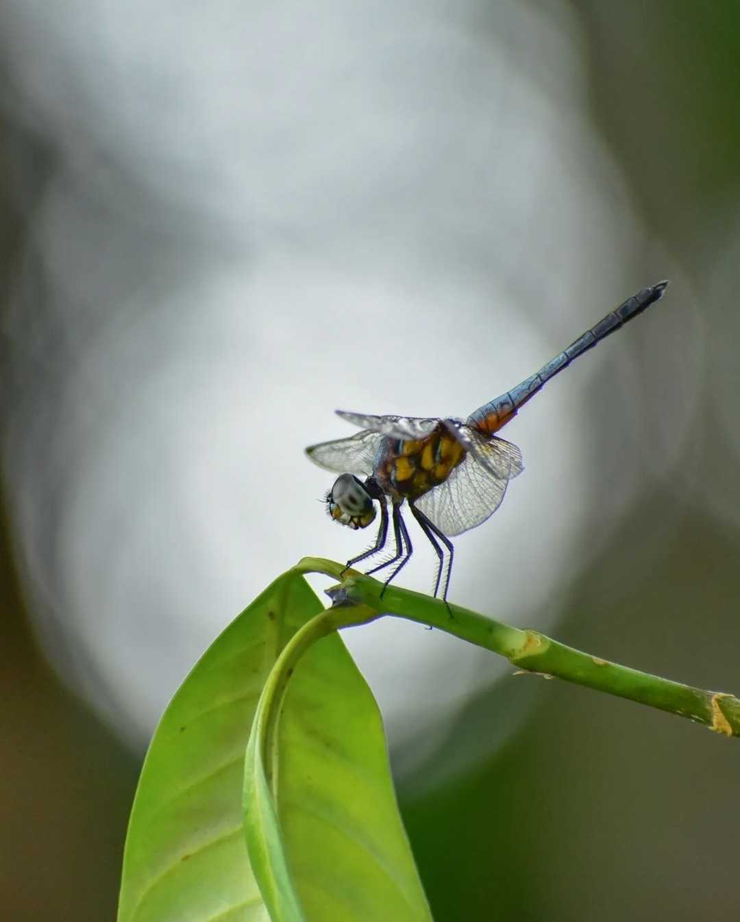 bokhed dragonfly 