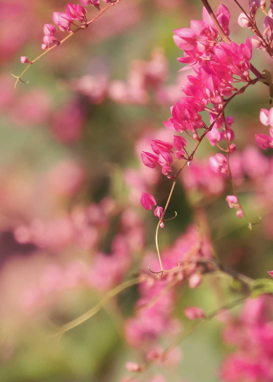 Pink Paradise 