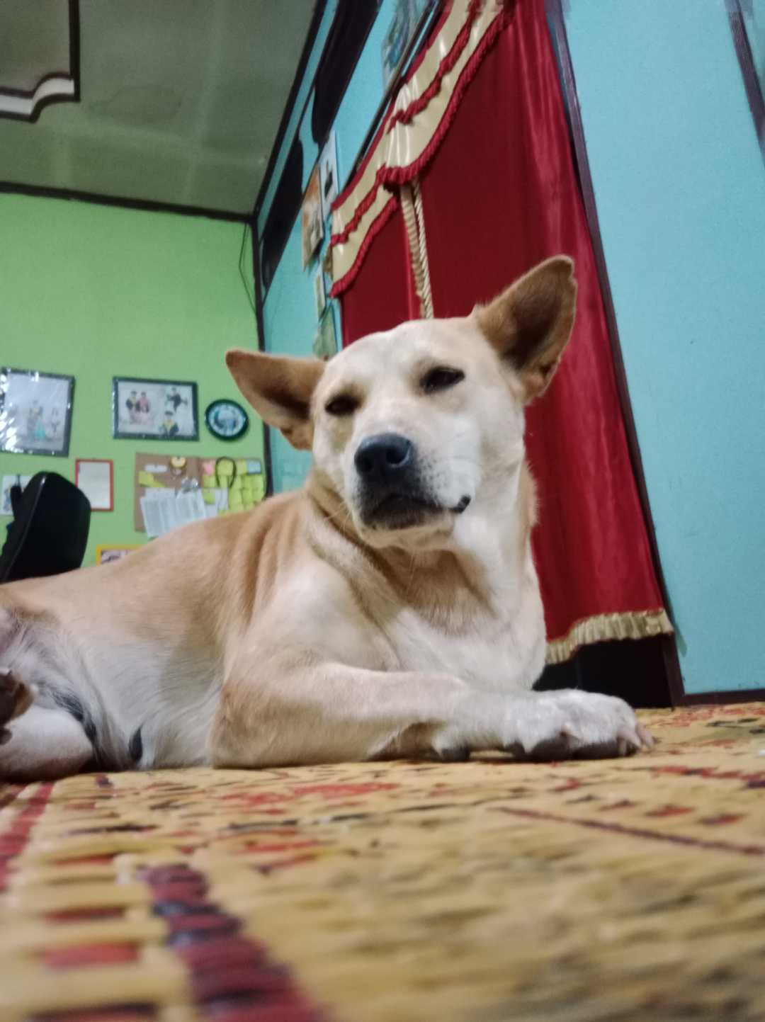 dog