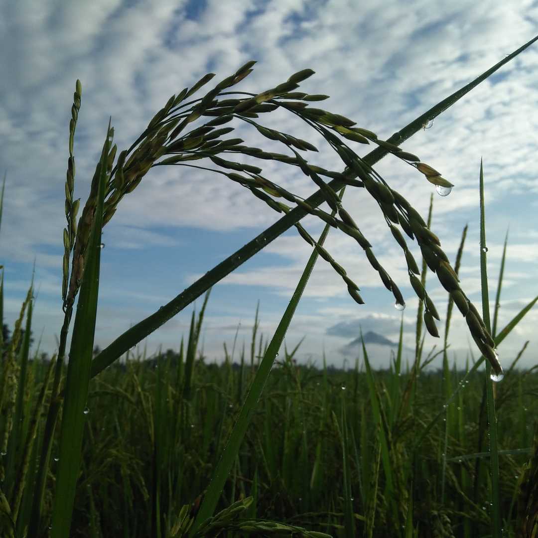 PADI SAWAH
