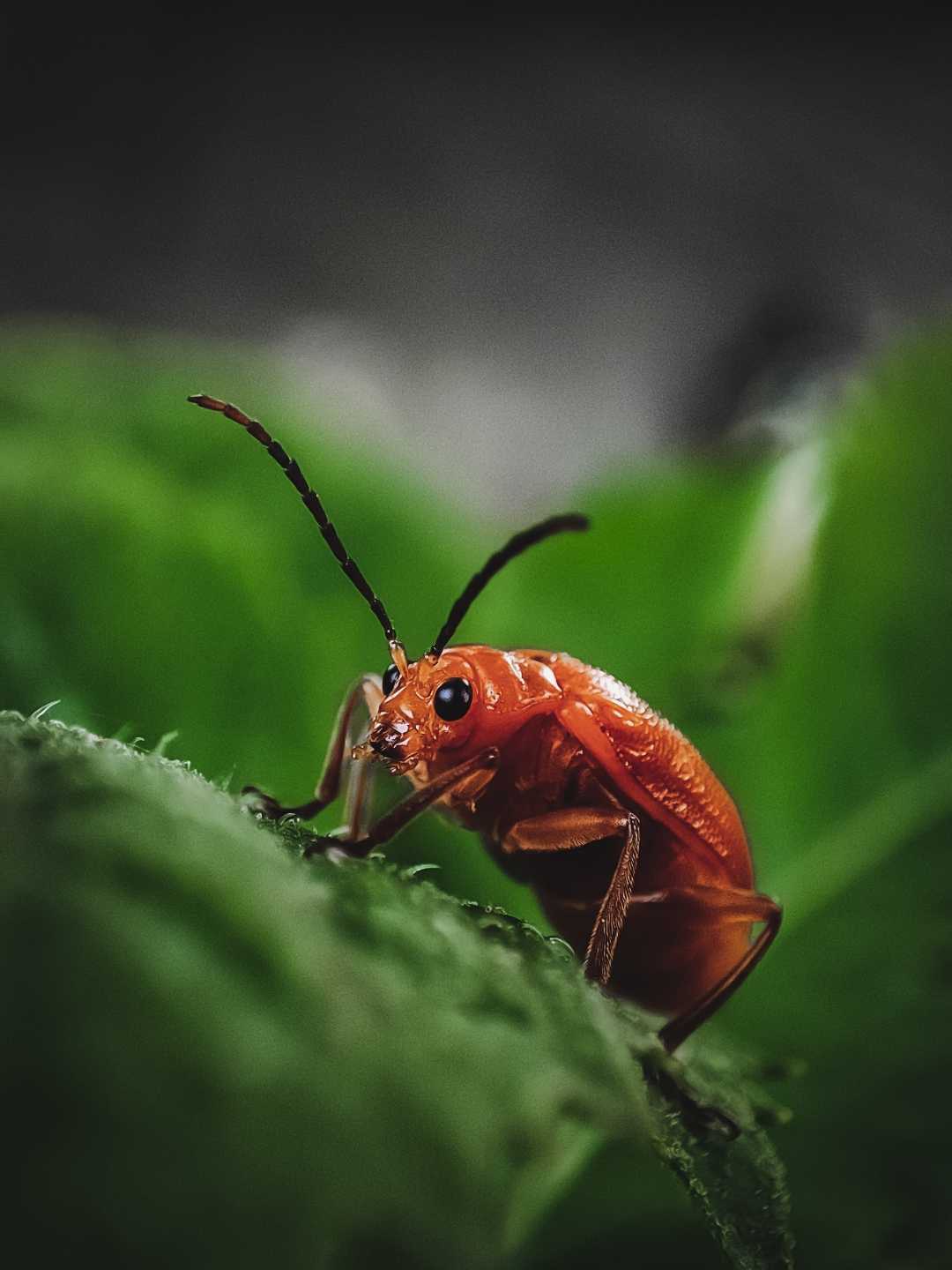 Aulacophora femoralis