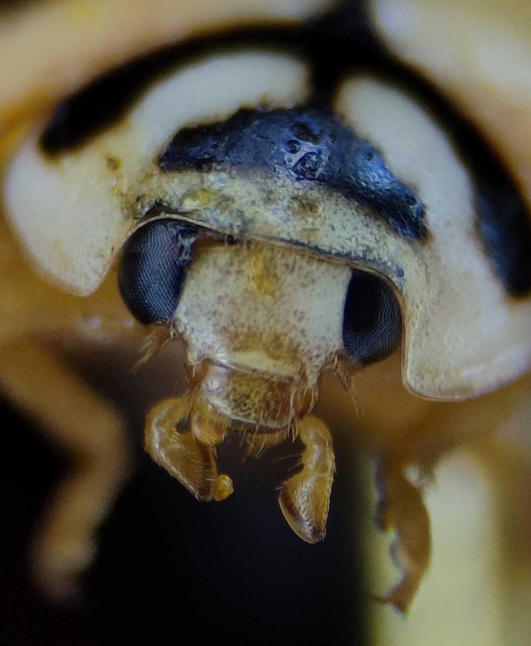 Dead beetle 