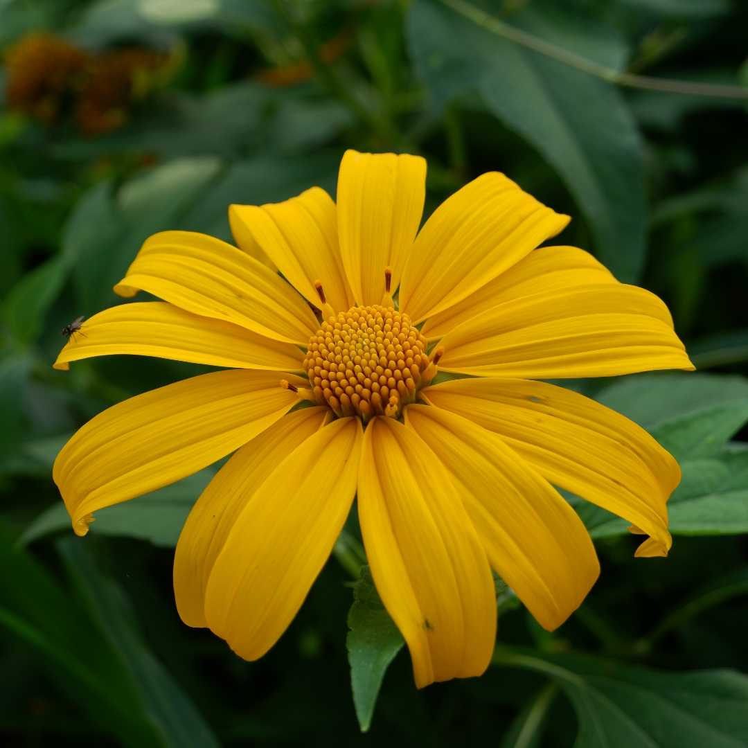 Bunga Kembang Bulan (Tithonia diversifolia)