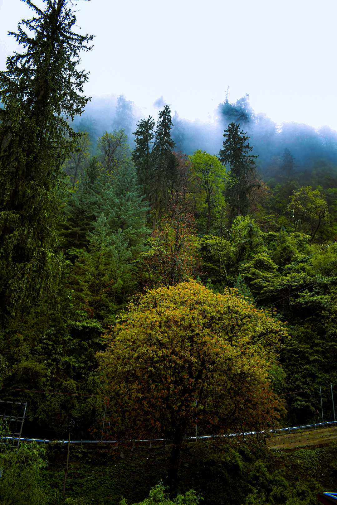 Beautiful Himachal 💚