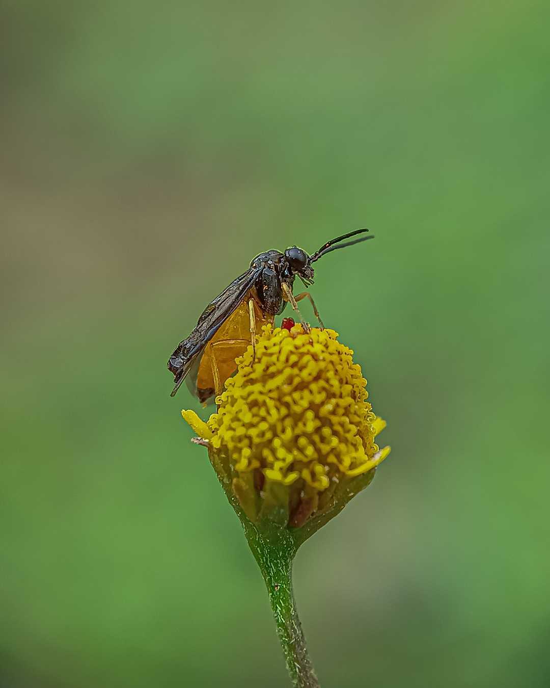 saw fly