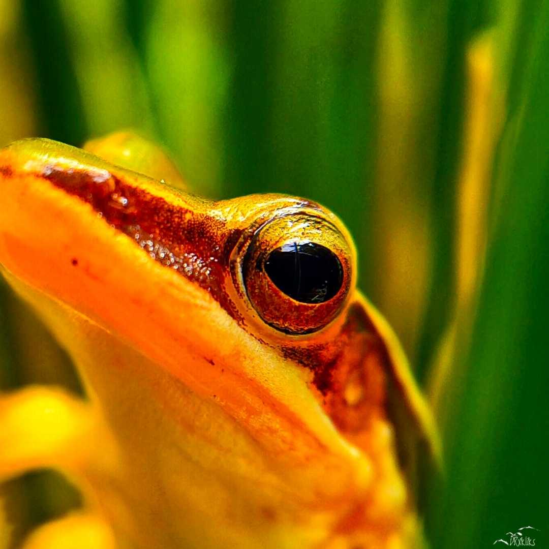 Curious eye