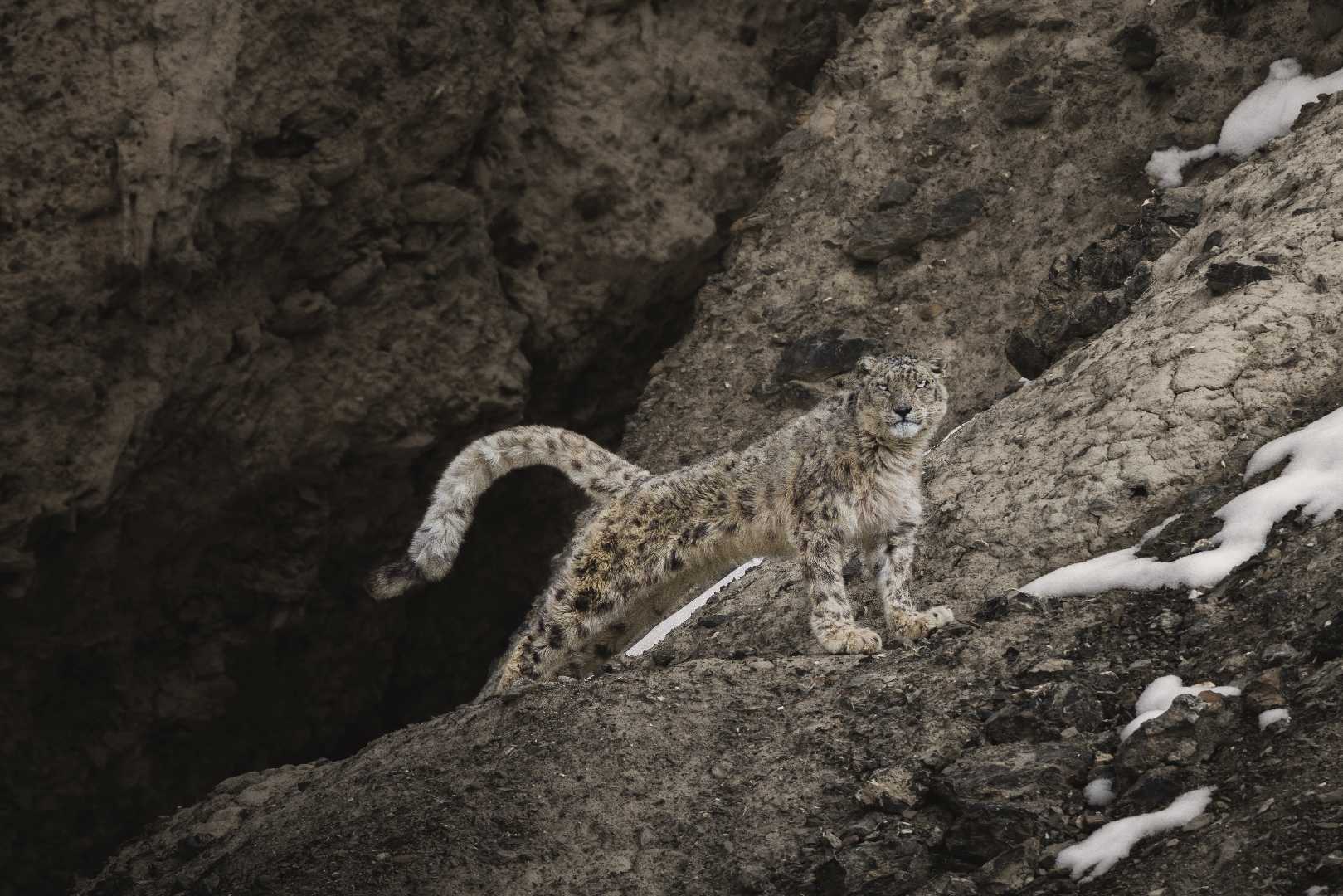 The MASTER of the MOUNTAINS! 