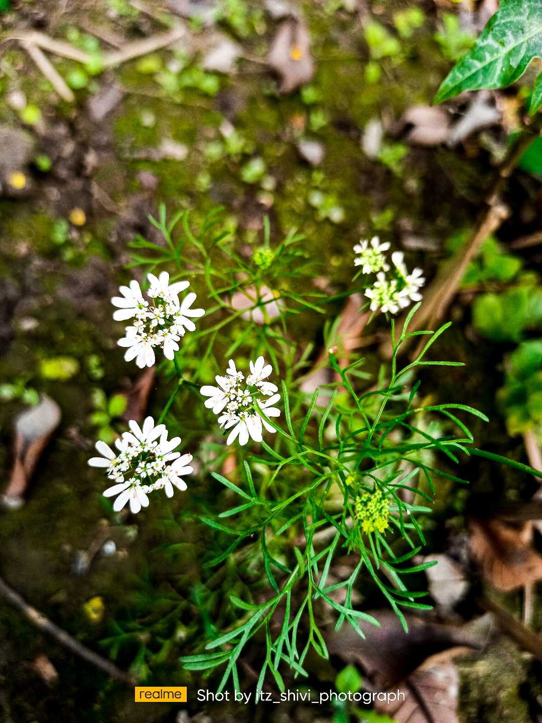 Coriander plant....