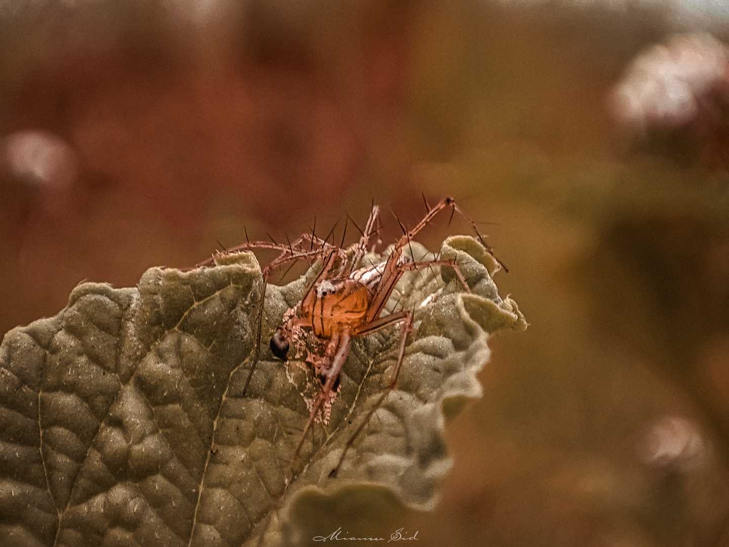 Oxyopes salticus