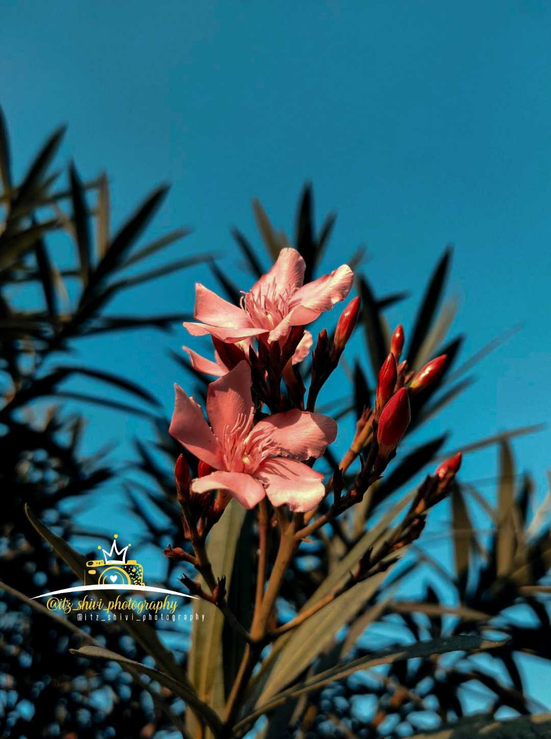 Flower 🌺