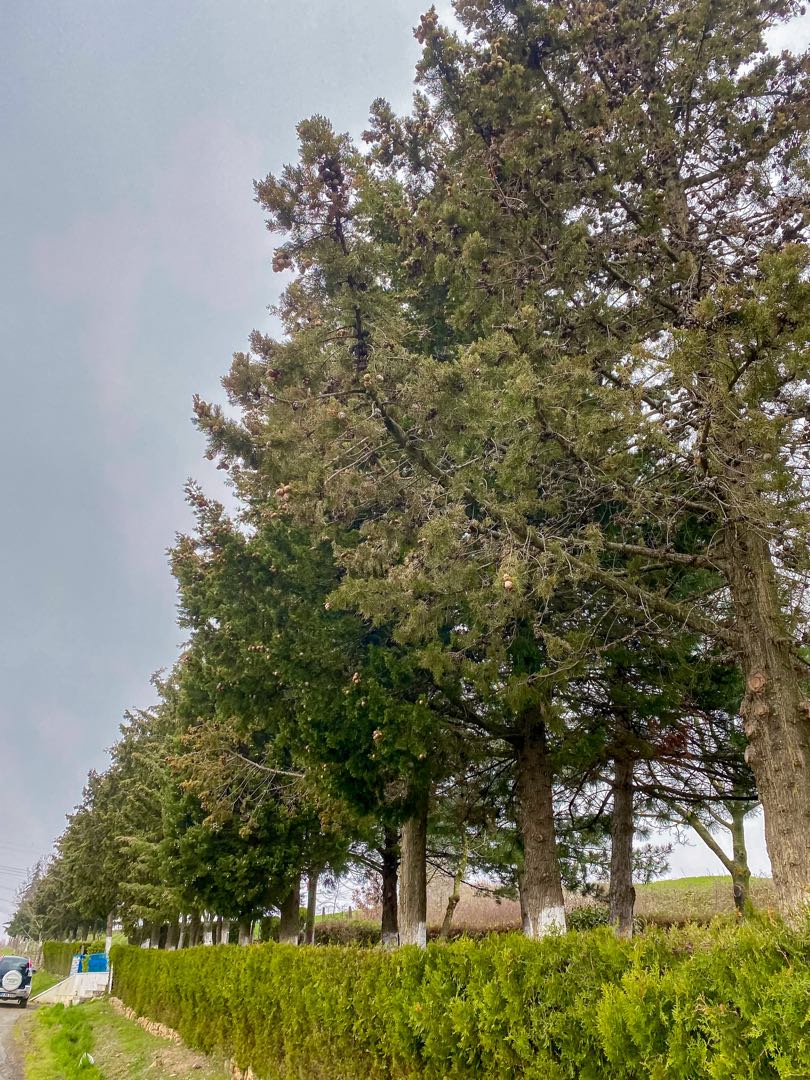 🌲