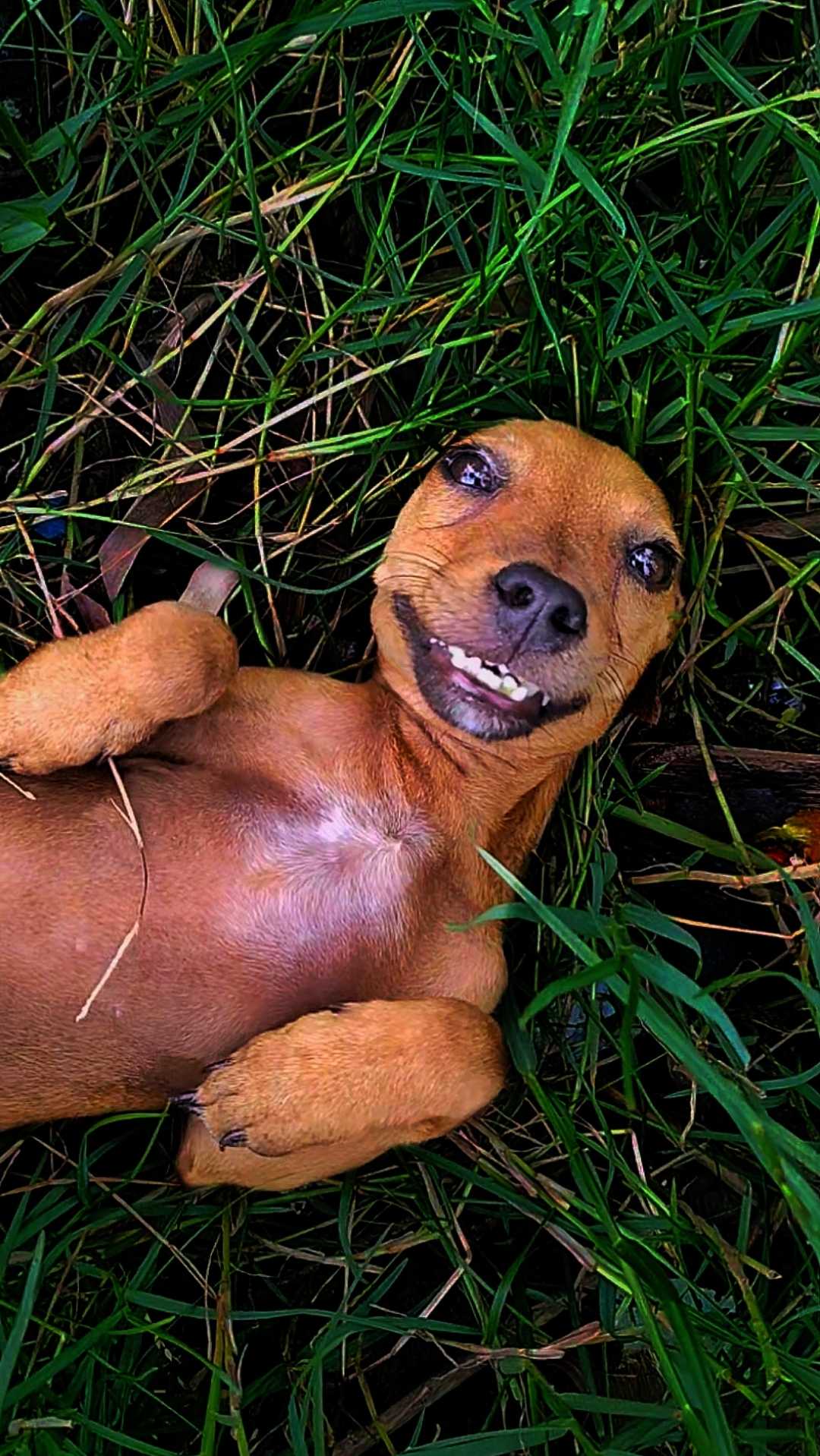a good doggy is a cute doggy 