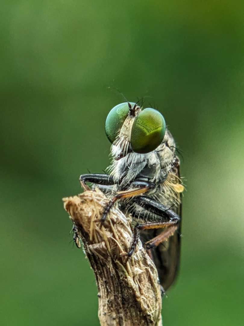 Robberfly