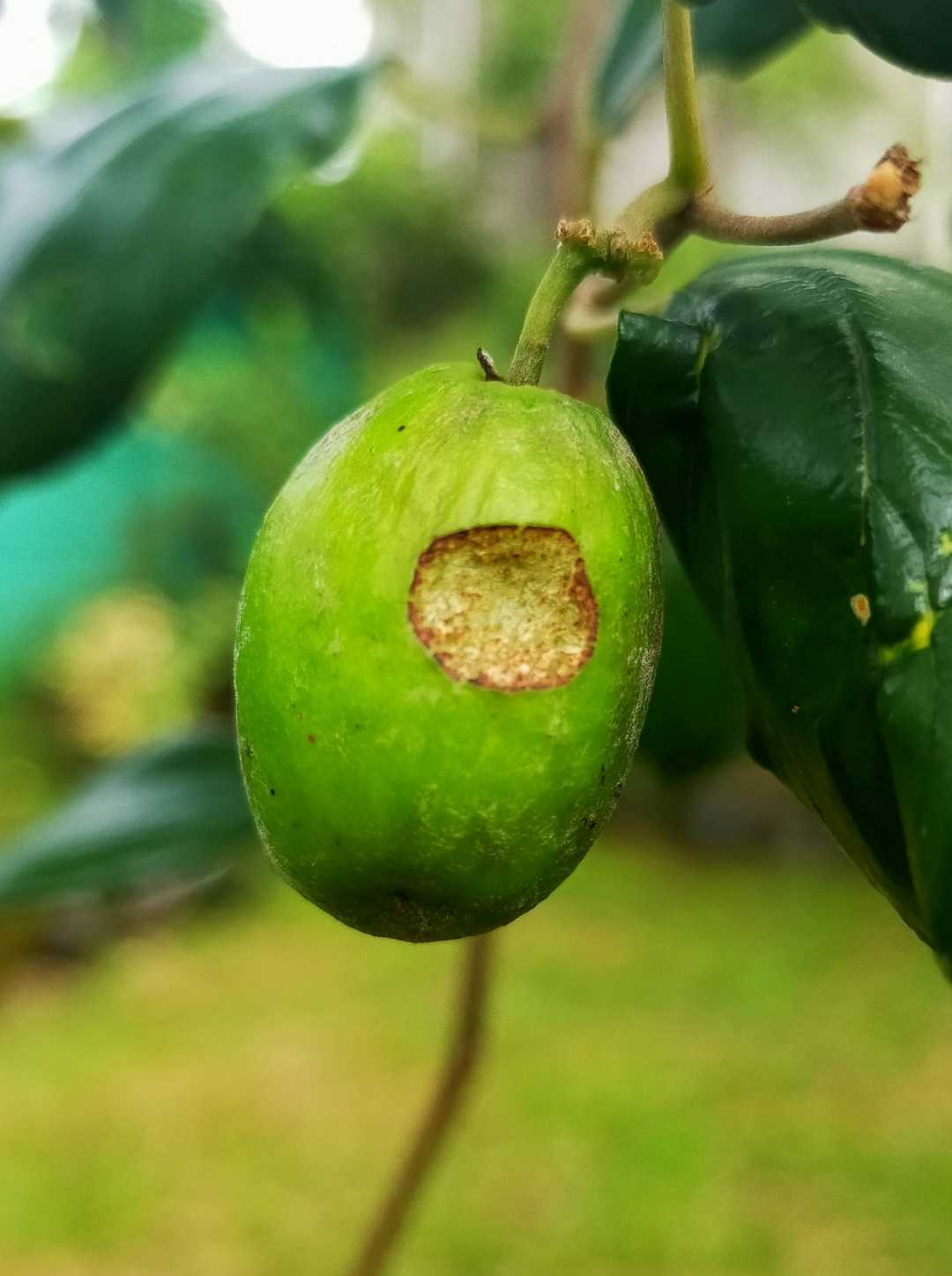 Buah Apel India