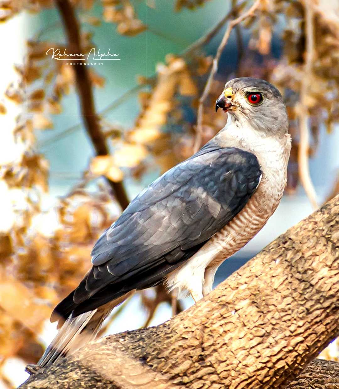 Shikra