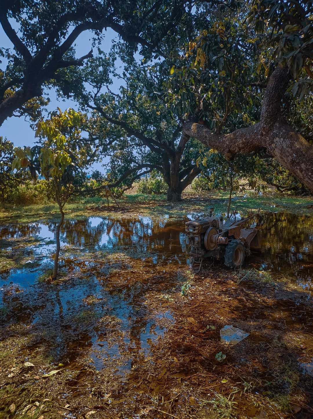 Mango farm 