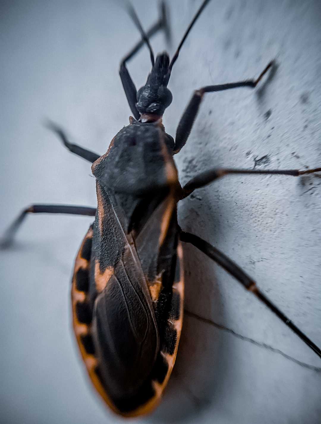 serangga triatoma