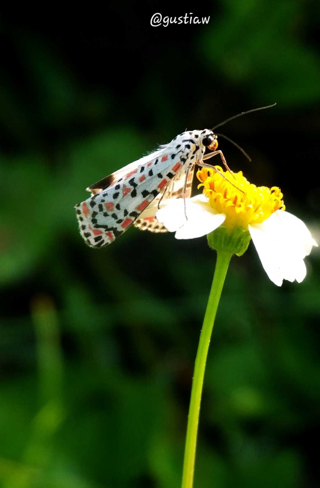 Utetheisa Pulchella