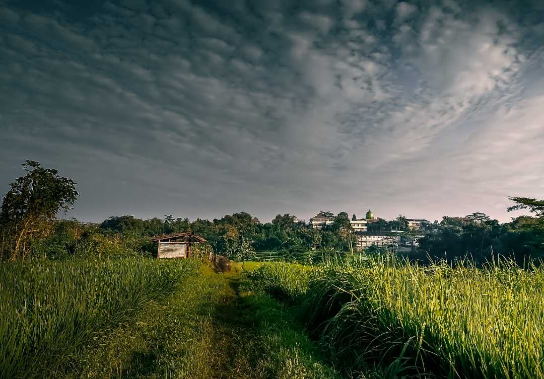 Sawah
